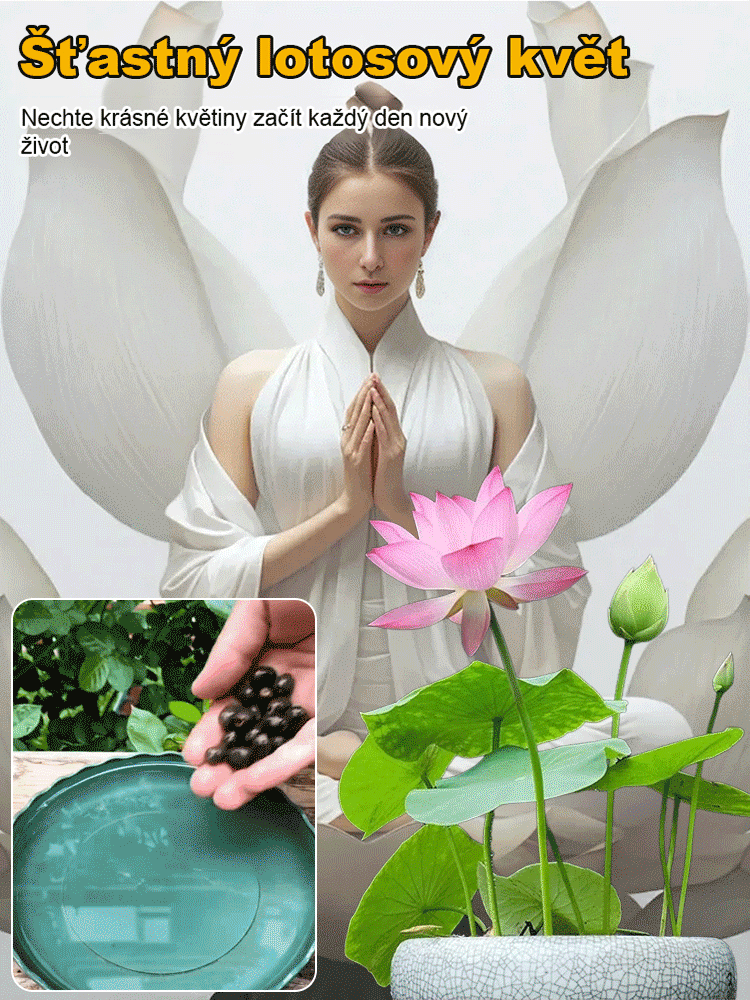 【Překládka štěstí】 Okrasná hydroponická mísa lotos