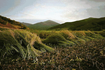 袖や裾のディテールが分かる綿麻カーディガン画像