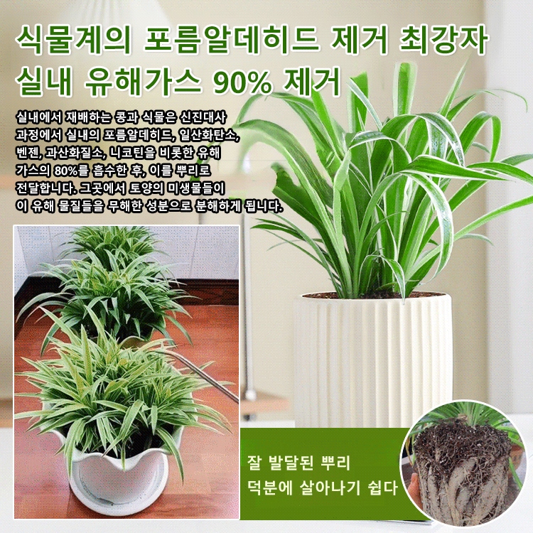 【연중 개화】진한 꽃향기 금변 행운목 씨앗