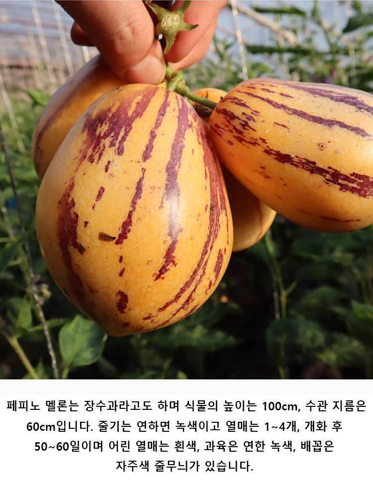 혈당강하 및 항고혈압 크림향 노란 과육 분재 페피노 멜론 