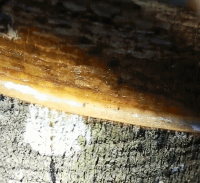 4.gif