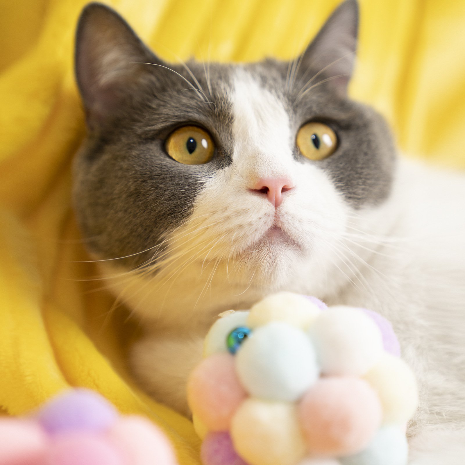 아기 고양이 이갈이 장난감