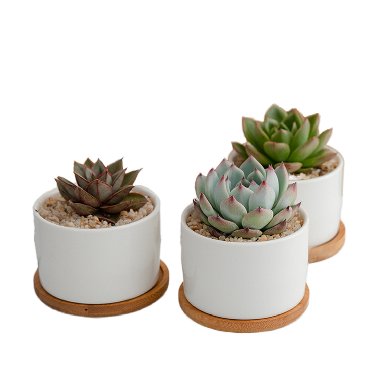 植物用白釉植木鉢