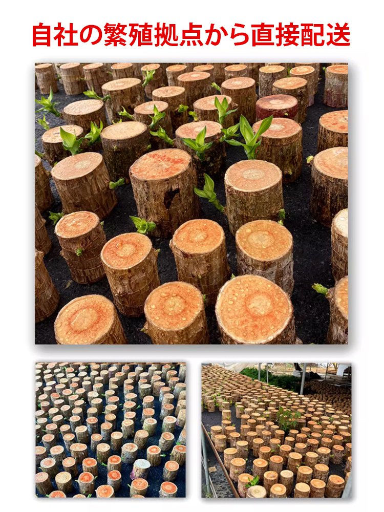 運気を高める誰にでも育てやすい水耕栽培のミニ観葉植物