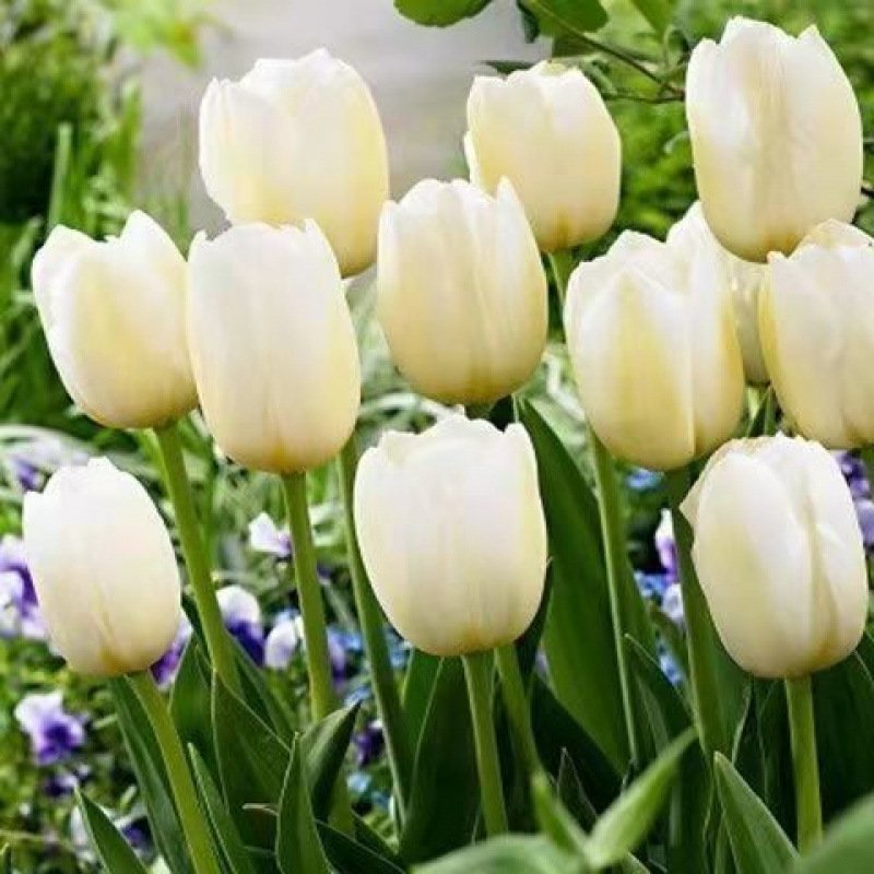 Hydroponic tulips