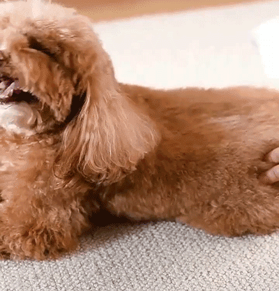 吹风梳_19.gif