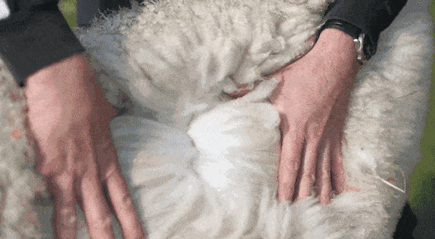 JP-1141479-HFH-真羊羔绒加绒舒适纯色卫衣-秦丹_29 (2).gif