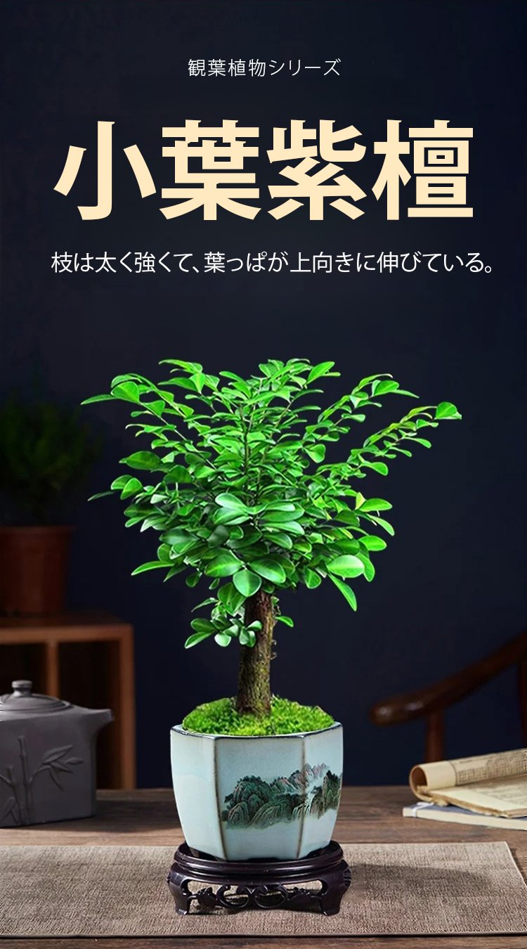 小葉紫檀の種のアップ写真