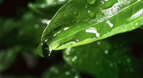05.gif