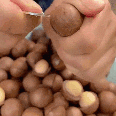 殻付マカダミアナッツ