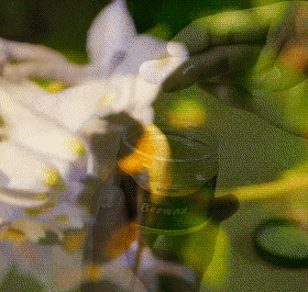 详情bo_12.gif