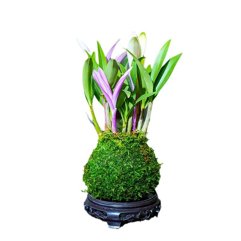 덴드로비움 꽃과 녹색 식물